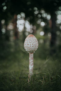 Close-up of mushroom growing on field