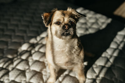 Sunset portrait of dog