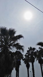 Low angle view of palm trees against clear sky