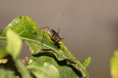 Close-up of insect on leaf