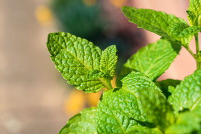 Close-up of plant