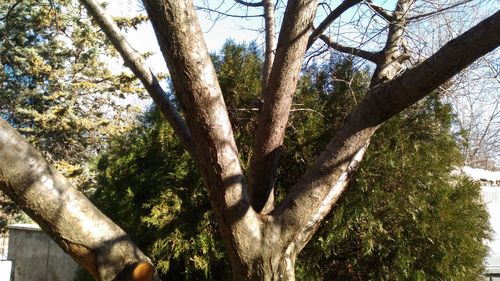 Low angle view of trees in forest against sky