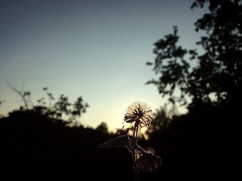 Low angle view of plant against sky