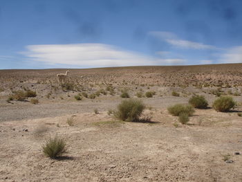 Scenic view of field against cloudy sky