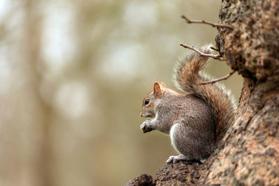 Grey squirrel in saint james park, london