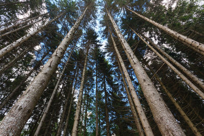 Low angle view of bamboo trees in forest