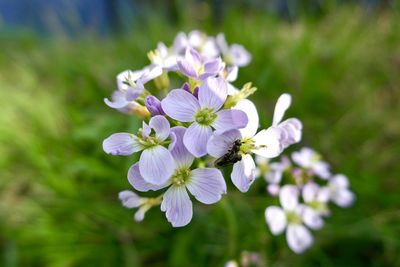 Close-up of insect on purple flowering plant