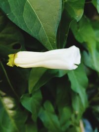 Close-up of white flower