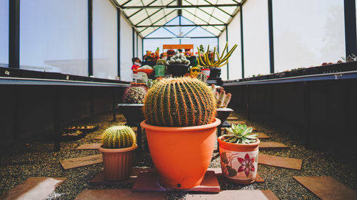 Potted plant in greenhouse