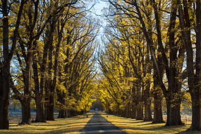 Road amidst trees during autumn