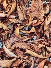 Full frame shot of dry autumn leaves