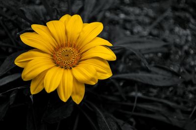 Close-up of yellow flower blooming outdoors