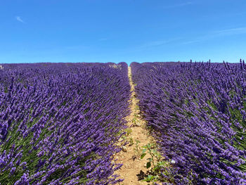 Purple flowering plants on field against sky