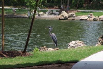 Gray heron perching on rock by lake