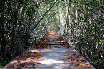 Surface level of footpath amidst trees in forest