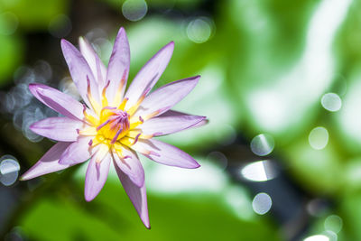 Beautiful pink water lilies, pink water lilies with leaves blurred background reflection in a pond