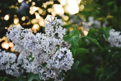 Close-up of white flowers