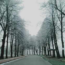 Empty road along trees