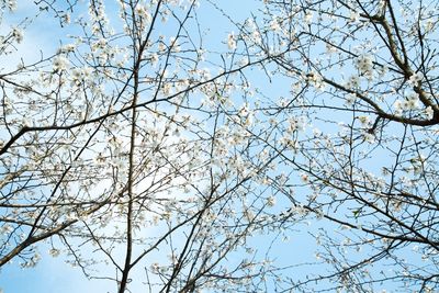 Low angle view of bare trees against sky