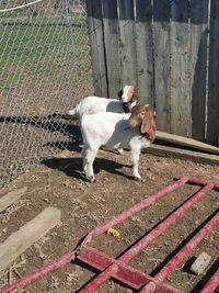 Dog standing on fence