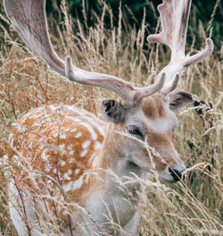 Deer in a field