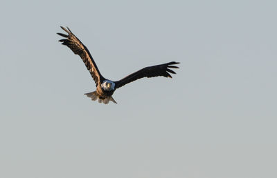 Low angle view of eagle flying against clear sky