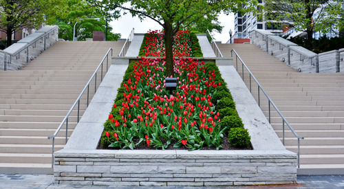 Plants on steps