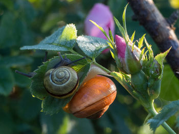 Close-up of snail on plant