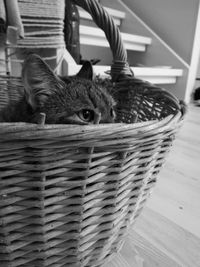 Cat in wicker basket at home