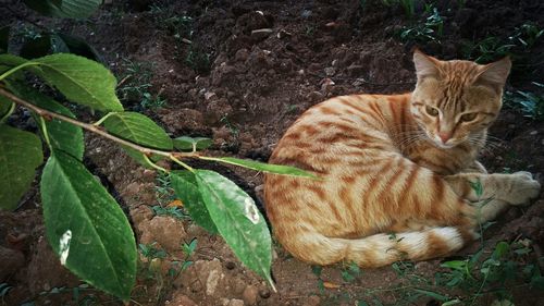 Portrait of ginger cat sitting outdoors