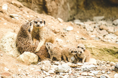 Meerkat sitting on rock