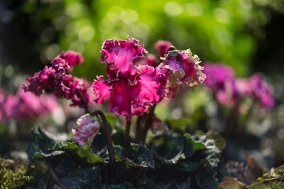 Close-up of pink flowers