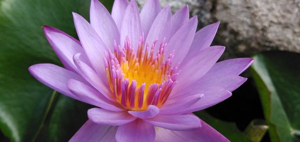 Close-up of purple flower