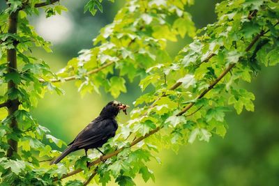 Bird perching on a tree