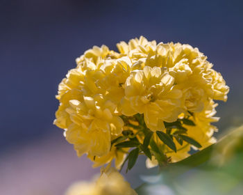 Close-up of yellow flowering plant