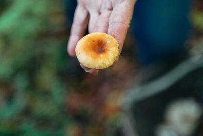 Close-up of hand holding apple