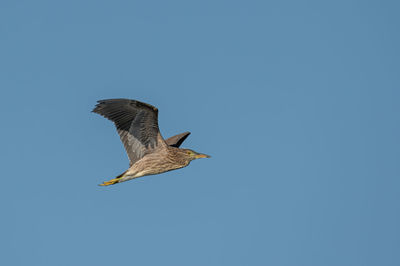 Low angle view of seagull flying in sky