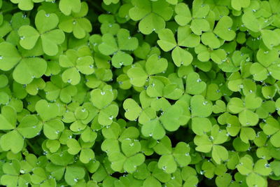 Full frame shot of green leaves