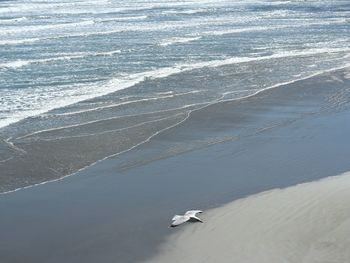 High angle view of horse on beach