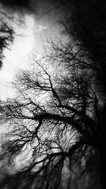 Low angle view of bare trees against sky