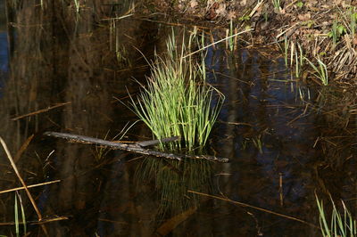 Close-up of plants in water