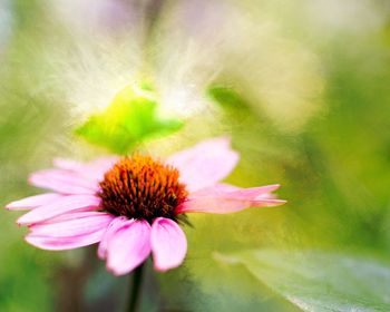 Close-up of pink flower