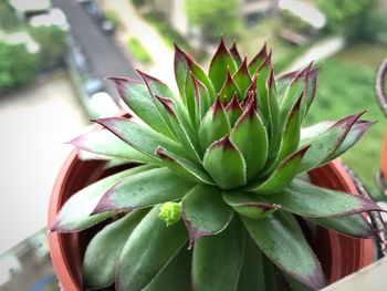 Close-up of succulent plant