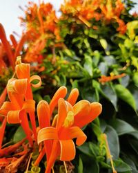 Close-up of orange flowers blooming outdoors