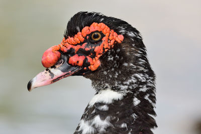 Head shot of a muscovy duck