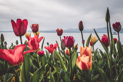 Close-up of red tulip flowers against sky