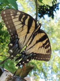 Close-up of butterfly pollinating flower