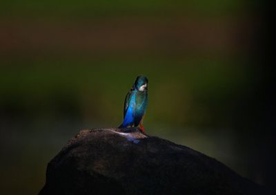 Close-up of bird perching on rock