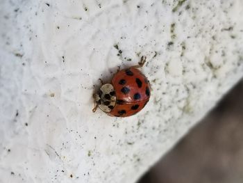 Close-up of ladybug on leaf