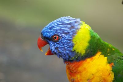 Close-up of parrot